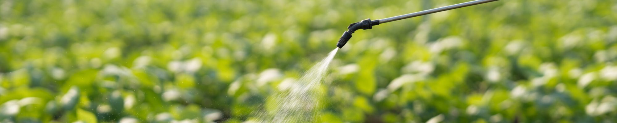 Close up view of farmer spray pesticides. Farmworker spray pesticide insecticide on vegetables. Ecological insecticides.