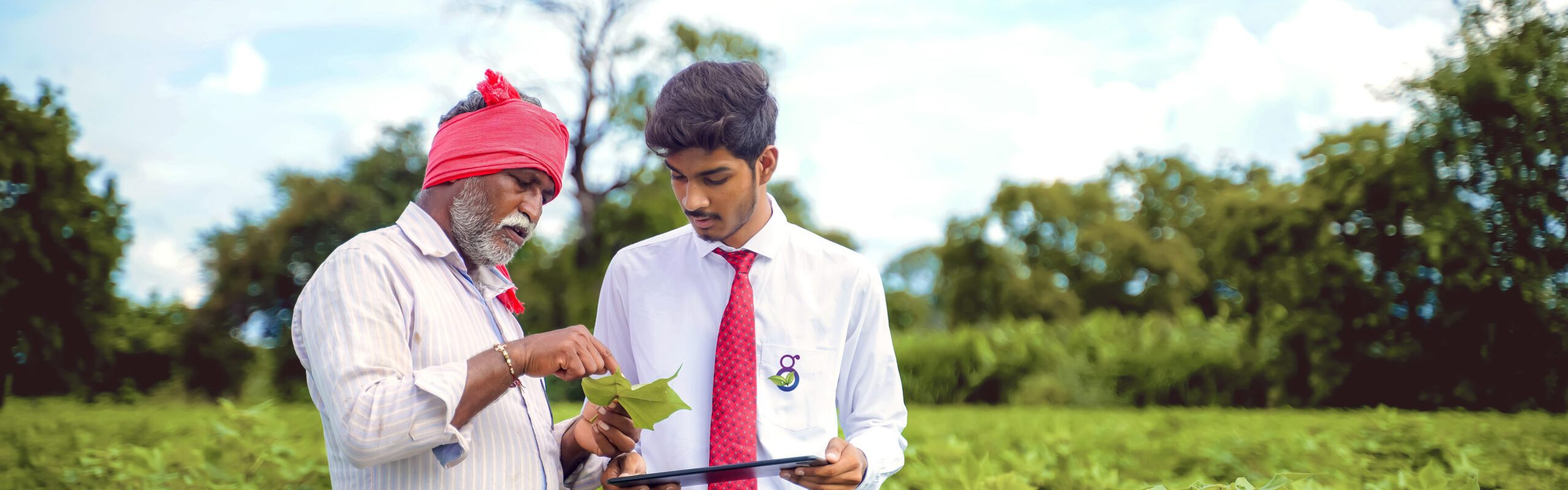 Indian farmer with agronomist at Cotton field , showing some information on tab